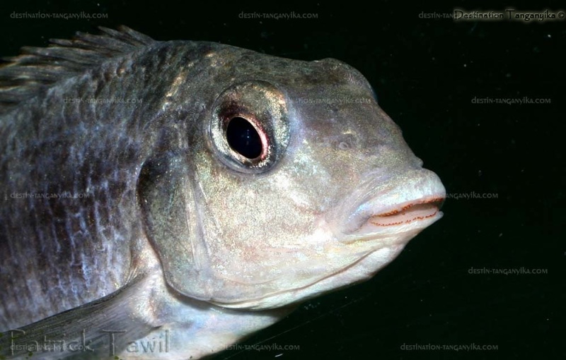 Pseudosimochromis babaulti 'Mabilibili Bay'